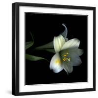 Yellow Dusted Lily-Magda Indigo-Framed Photographic Print