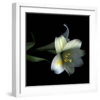 Yellow Dusted Lily-Magda Indigo-Framed Photographic Print