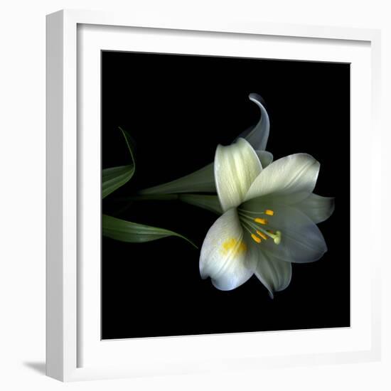 Yellow Dusted Lily-Magda Indigo-Framed Photographic Print