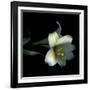 Yellow Dusted Lily-Magda Indigo-Framed Photographic Print