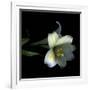 Yellow Dusted Lily-Magda Indigo-Framed Photographic Print