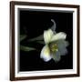 Yellow Dusted Lily-Magda Indigo-Framed Photographic Print