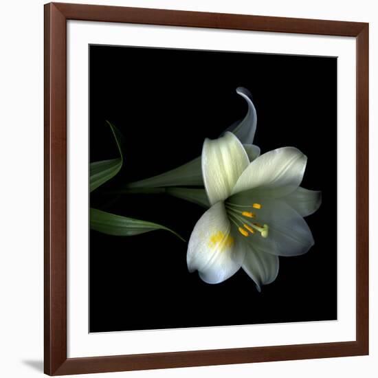 Yellow Dusted Lily-Magda Indigo-Framed Photographic Print