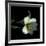 Yellow Dusted Lily-Magda Indigo-Framed Photographic Print