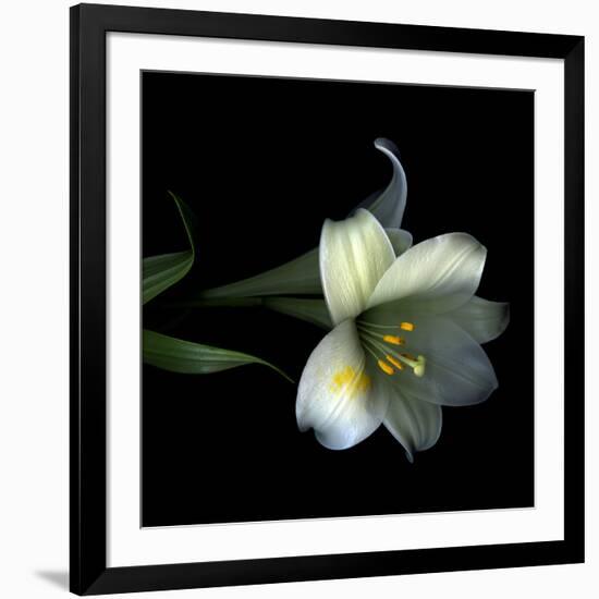 Yellow Dusted Lily-Magda Indigo-Framed Photographic Print