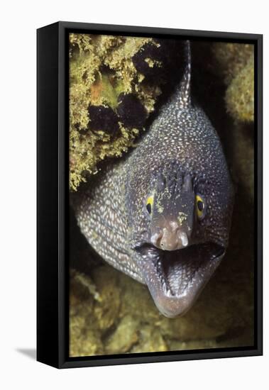 Yellow-Edged Moray Eel-Hal Beral-Framed Stretched Canvas