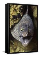 Yellow-Edged Moray Eel-Hal Beral-Framed Stretched Canvas