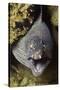 Yellow-Edged Moray Eel-Hal Beral-Stretched Canvas