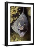 Yellow-Edged Moray Eel-Hal Beral-Framed Premium Photographic Print