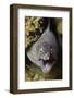 Yellow-Edged Moray Eel-Hal Beral-Framed Photographic Print