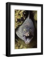 Yellow-Edged Moray Eel-Hal Beral-Framed Photographic Print