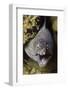 Yellow-Edged Moray Eel-Hal Beral-Framed Photographic Print