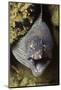 Yellow-Edged Moray Eel-Hal Beral-Mounted Photographic Print