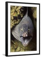 Yellow-Edged Moray Eel-Hal Beral-Framed Photographic Print