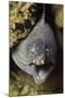 Yellow-Edged Moray Eel-Hal Beral-Mounted Photographic Print