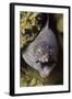 Yellow-Edged Moray Eel-Hal Beral-Framed Photographic Print
