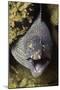 Yellow-Edged Moray Eel-Hal Beral-Mounted Photographic Print