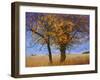 Yellow Elm-Chris Vest-Framed Photographic Print