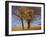 Yellow Elm-Chris Vest-Framed Photographic Print