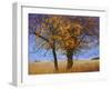 Yellow Elm-Chris Vest-Framed Photographic Print