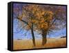 Yellow Elm-Chris Vest-Framed Stretched Canvas