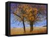 Yellow Elm-Chris Vest-Framed Stretched Canvas