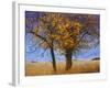 Yellow Elm-Chris Vest-Framed Photographic Print