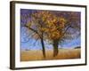 Yellow Elm-Chris Vest-Framed Photographic Print