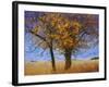 Yellow Elm-Chris Vest-Framed Photographic Print