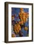 Yellow Encrusting Anemone (Parazoanthus Axinellae) with Most Polyps Closed, Corsica, France-Pitkin-Framed Photographic Print