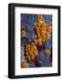 Yellow Encrusting Anemone (Parazoanthus Axinellae) with Most Polyps Closed, Corsica, France-Pitkin-Framed Photographic Print