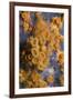 Yellow Encrusting Anemones and Sponge, Turtle Rock, Passage Du Cavallo, Lavezzi Archipelago, France-Pitkin-Framed Photographic Print