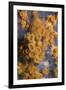 Yellow Encrusting Anemones and Sponge, Turtle Rock, Passage Du Cavallo, Lavezzi Archipelago, France-Pitkin-Framed Photographic Print