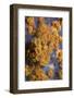 Yellow Encrusting Anemones and Sponge, Turtle Rock, Passage Du Cavallo, Lavezzi Archipelago, France-Pitkin-Framed Photographic Print