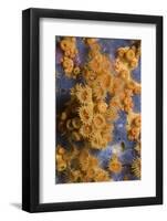 Yellow Encrusting Anemones and Sponge, Turtle Rock, Passage Du Cavallo, Lavezzi Archipelago, France-Pitkin-Framed Photographic Print