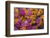 Yellow Encrusting Anemones (Parazoanthus Axinellae) and Sponge (Haliclona Mediterranea) Corsica-Pitkin-Framed Photographic Print