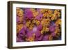 Yellow Encrusting Anemones (Parazoanthus Axinellae) and Sponge (Haliclona Mediterranea) Corsica-Pitkin-Framed Photographic Print