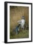 Yellow-Eyed Penguin-null-Framed Photographic Print