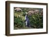 Yellow-Eyed Penguins (Megadyptes Antipodes) Walking Amongst Anisotome Megaherbs-Tui De Roy-Framed Photographic Print