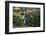 Yellow-Eyed Penguins (Megadyptes Antipodes) Walking Amongst Anisotome Megaherbs-Tui De Roy-Framed Photographic Print