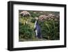 Yellow-Eyed Penguins (Megadyptes Antipodes) Walking Amongst Anisotome Megaherbs-Tui De Roy-Framed Photographic Print