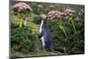 Yellow-Eyed Penguins (Megadyptes Antipodes) Walking Amongst Anisotome Megaherbs-Tui De Roy-Mounted Photographic Print