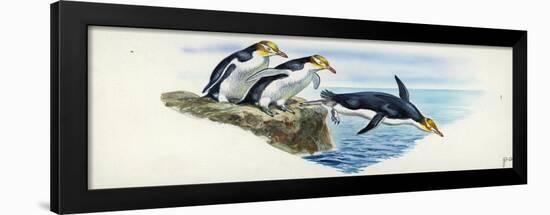 Yellow-Eyed Penguins Megadyptes Antipodes-null-Framed Giclee Print