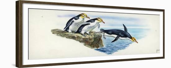 Yellow-Eyed Penguins Megadyptes Antipodes-null-Framed Giclee Print