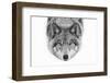 Yellow Eyes - Timber Wolf-Jim Cumming-Framed Photographic Print