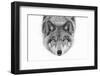 Yellow Eyes - Timber Wolf-Jim Cumming-Framed Photographic Print