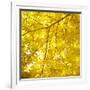 Yellow Fall Leaves 007-Tom Quartermaine-Framed Giclee Print