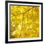 Yellow Fall Leaves 007-Tom Quartermaine-Framed Giclee Print