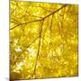 Yellow Fall Leaves 007-Tom Quartermaine-Mounted Giclee Print