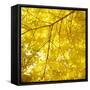 Yellow Fall Leaves 007-Tom Quartermaine-Framed Stretched Canvas